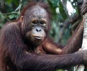 frank schwalbe borneo orang utan