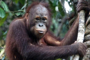 frank schwalbe borneo orang utan 