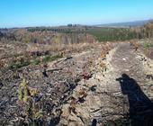 deuter bäume harz