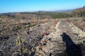 deuter bäume harz 