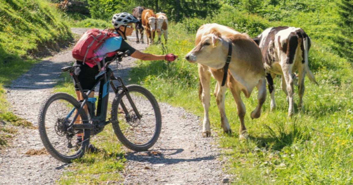 Kommunen-Waldbesitzer-Vereine-Webinar-macht-fit-f-r-MTB-Leitung