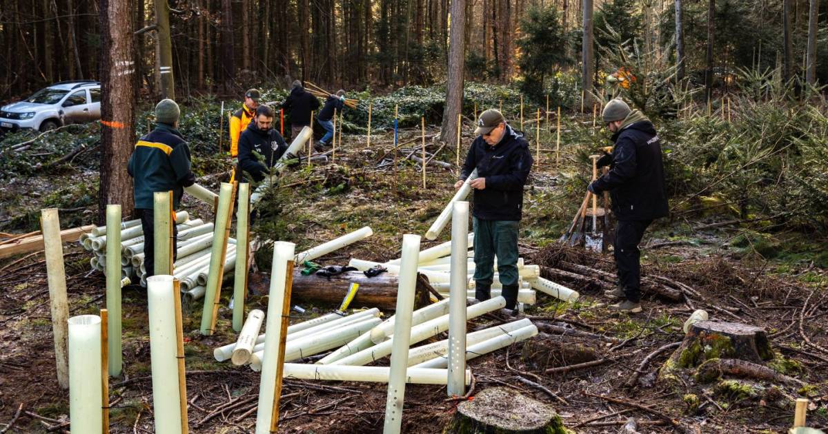 Waldbike-setzt-Nachhaltigkeitsversprechen-mit-Baumpflanzaktion-fort